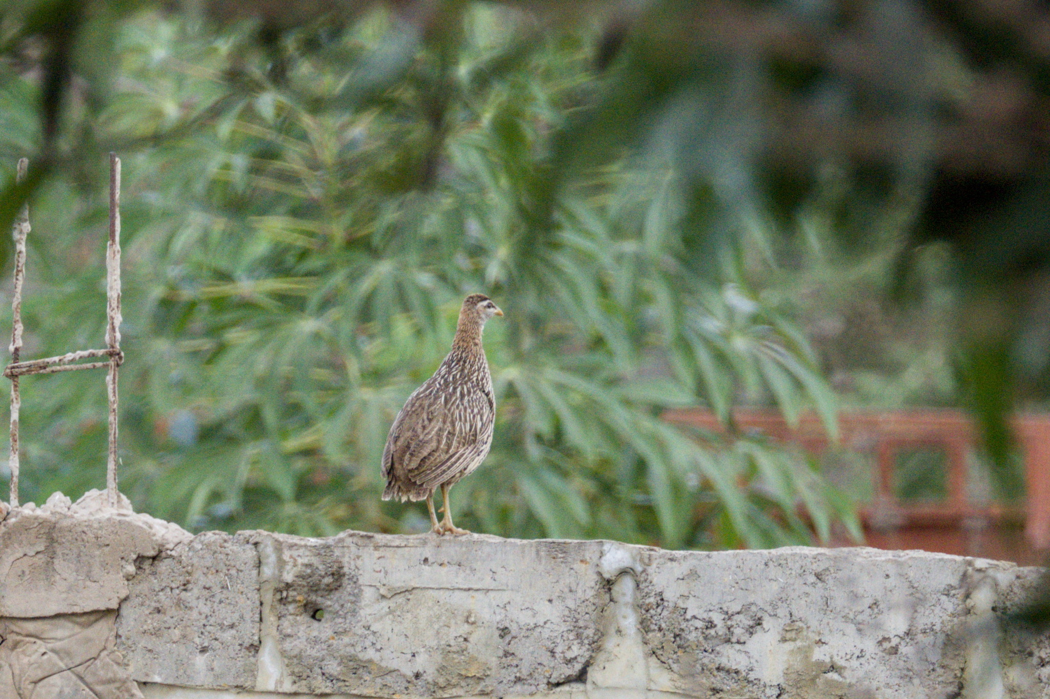 Double-spurred Spurfowl (Pternistis bicalcaratus), photo 10