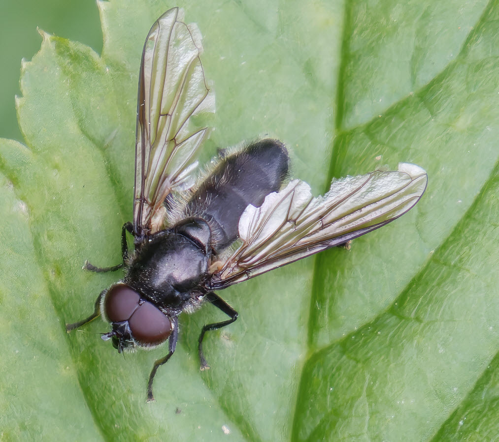 Cheilosia variabilis