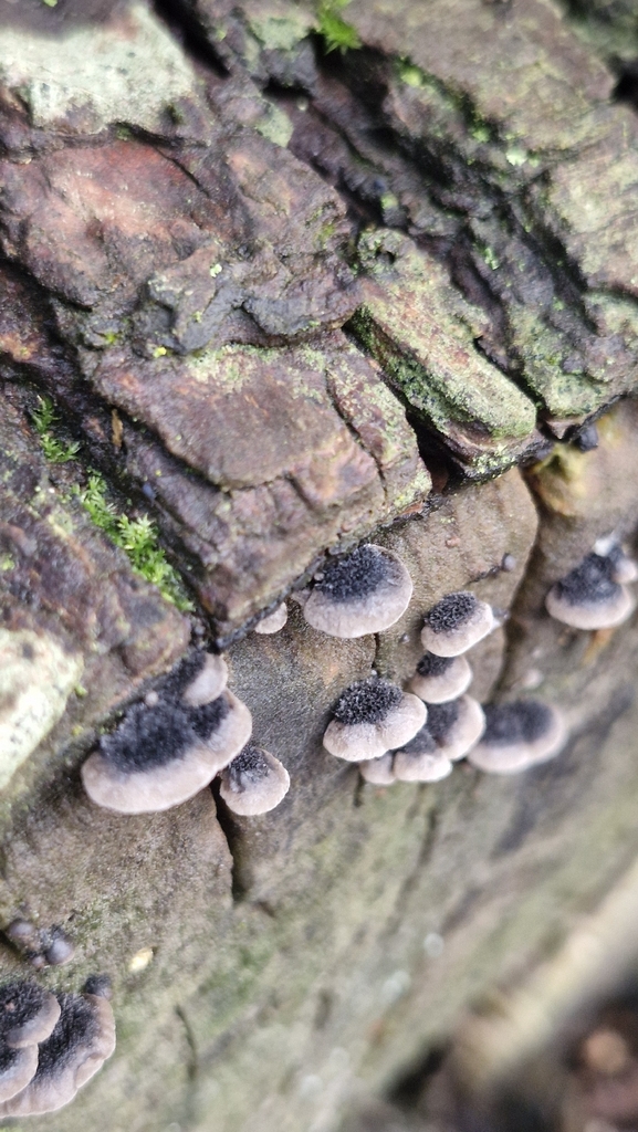 Resupinatus trichotis · February 2026 · photo: © cfg (iNaturalist, cc-by)