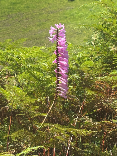 Dense Watsonia