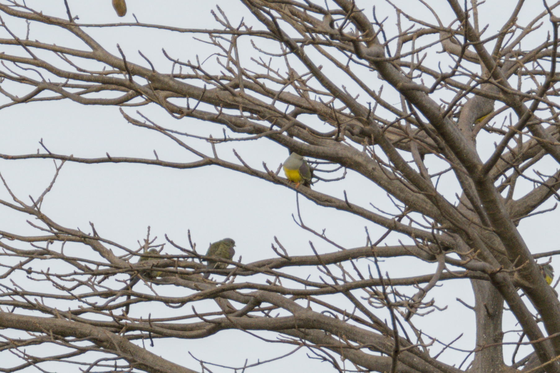 Bruce's Green Pigeon (Treron waalia), photo 3