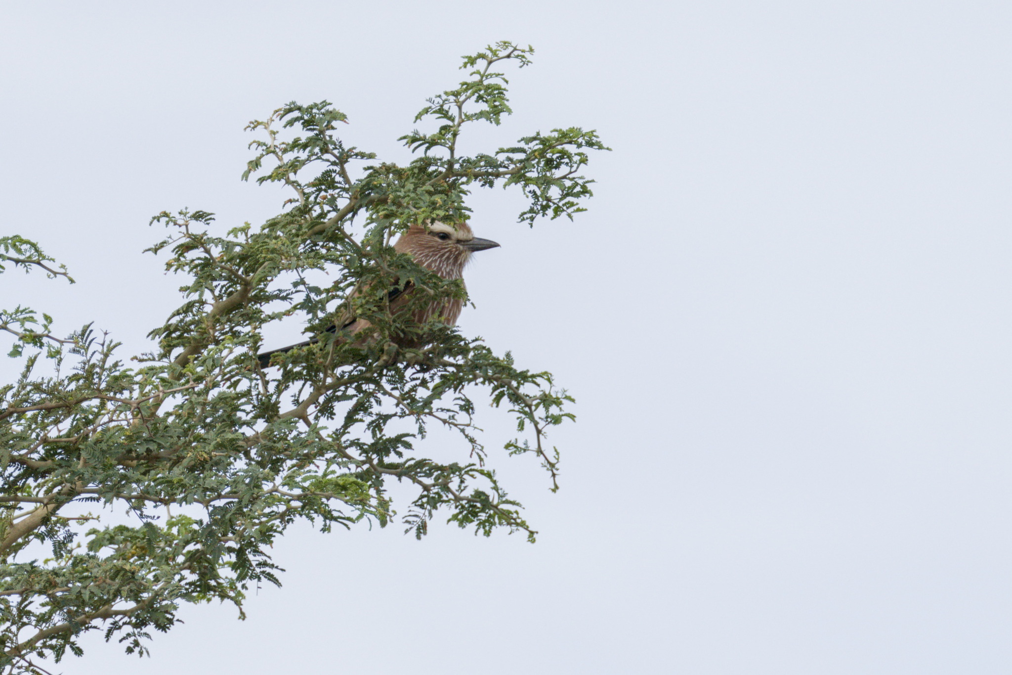 Purple Roller (Coracias naevius), photo 1