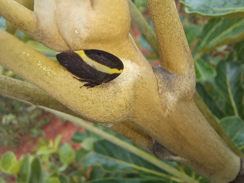 Membracis zonata