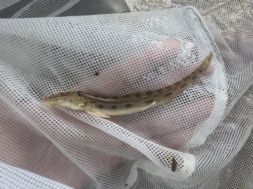 Horseface loach (Acantopsis dialuzona) — Cobitidae — 3