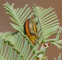 Calomela parilis