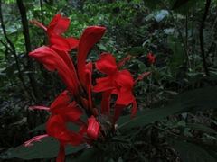Ruellia humboldtiana