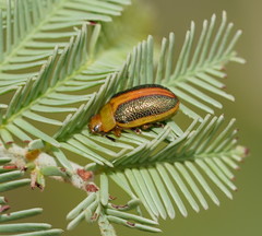 Calomela parilis