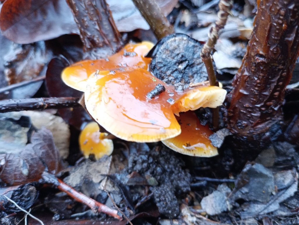 Flammulina velutipes · February 2026 · photo: © melica (iNaturalist, cc-by)