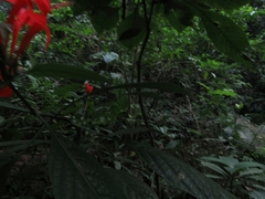 Ruellia humboldtiana
