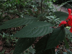 Ruellia humboldtiana