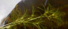 Najas flexilis