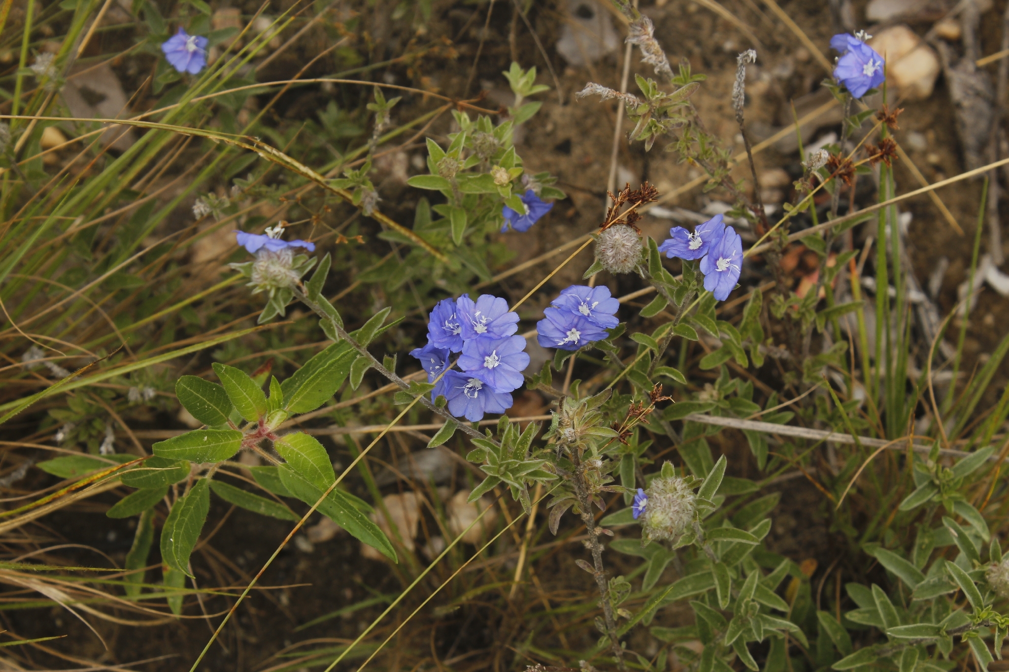Brazilian Dwarf Morning-Glory (Evolvulus glomeratus)