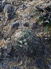 Coryphantha pallida