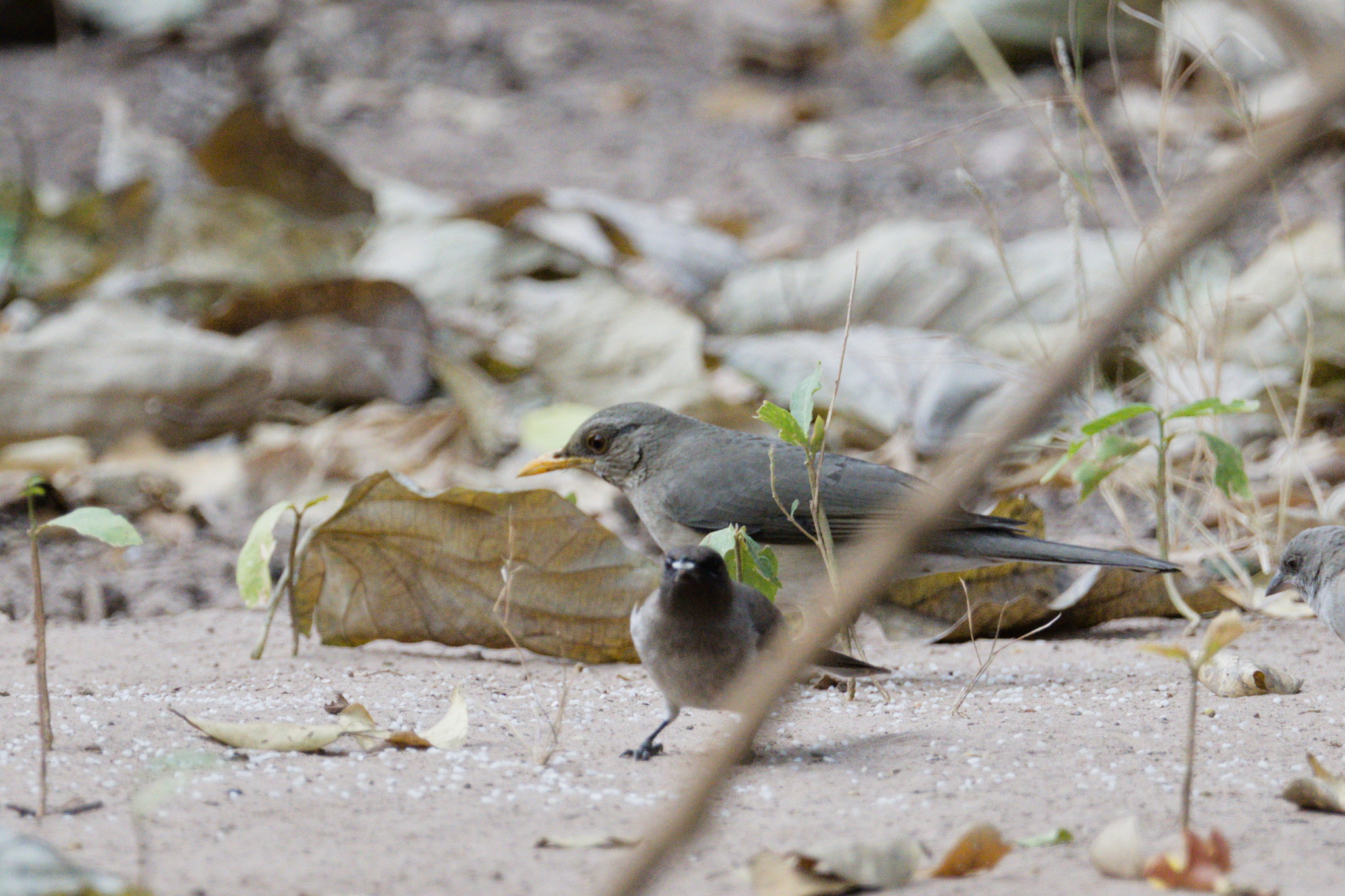 African Thrush (Turdus pelios), photo 2