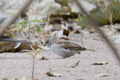 Northern Grey-headed Sparrow (Passer griseus), photo 10