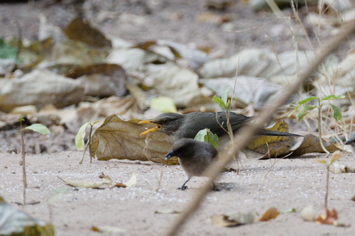 African Thrush (Turdus pelios)
