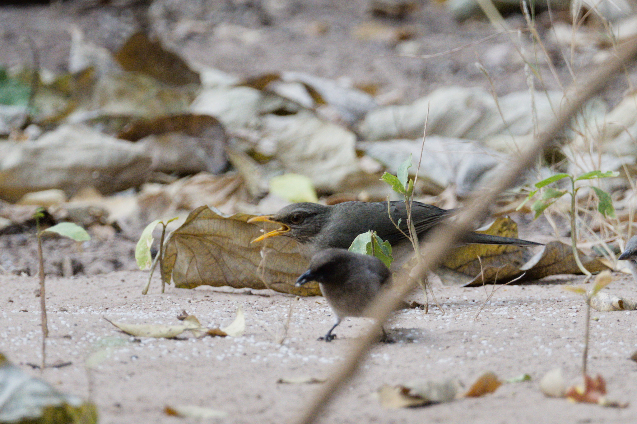 African Thrush (Turdus pelios), photo 1