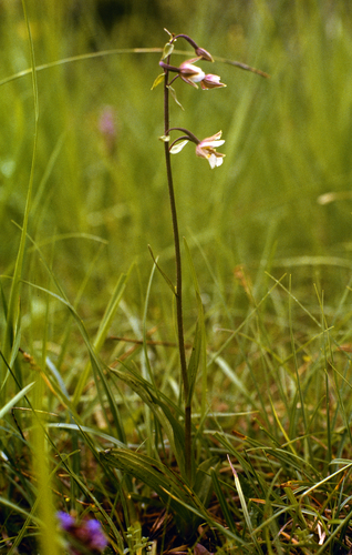 Marsh Helleborine (Epipactis palustris)