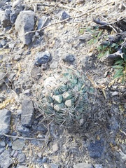 Coryphantha pallida