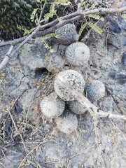 Mammillaria haageana meissneri