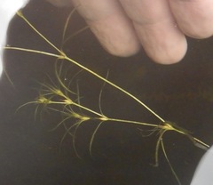 Najas flexilis
