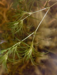 Najas flexilis