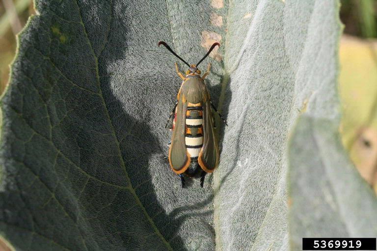 Eichlinia gloriosa