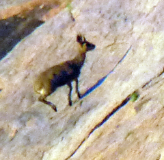 Oreotragus oreotragus