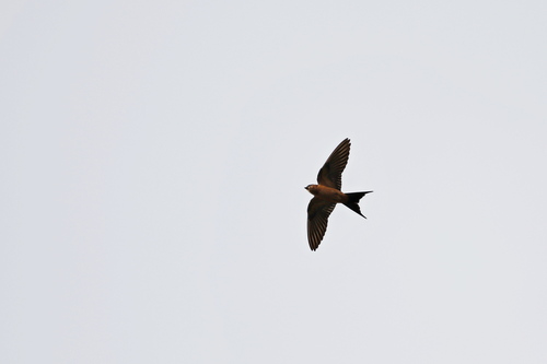 Sri Lanka Swallow (Cecropis hyperythra)