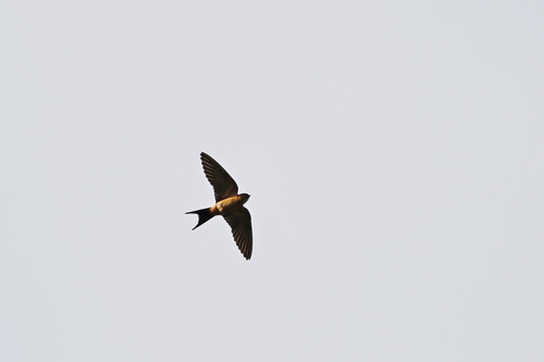 Sri Lanka Swallow (Cecropis hyperythra), photo 2