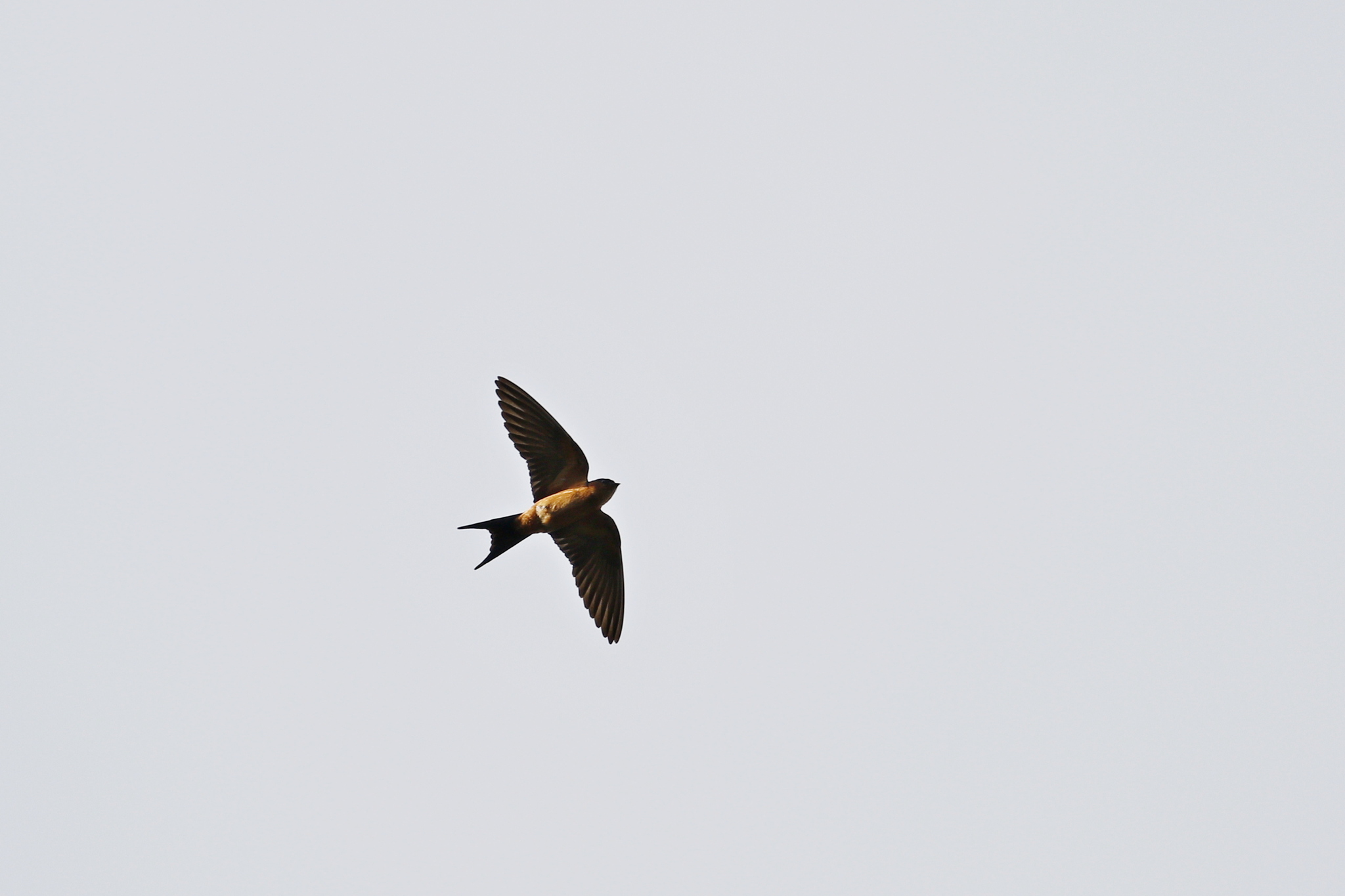 Sri Lanka Swallow (Cecropis hyperythra), photo 2