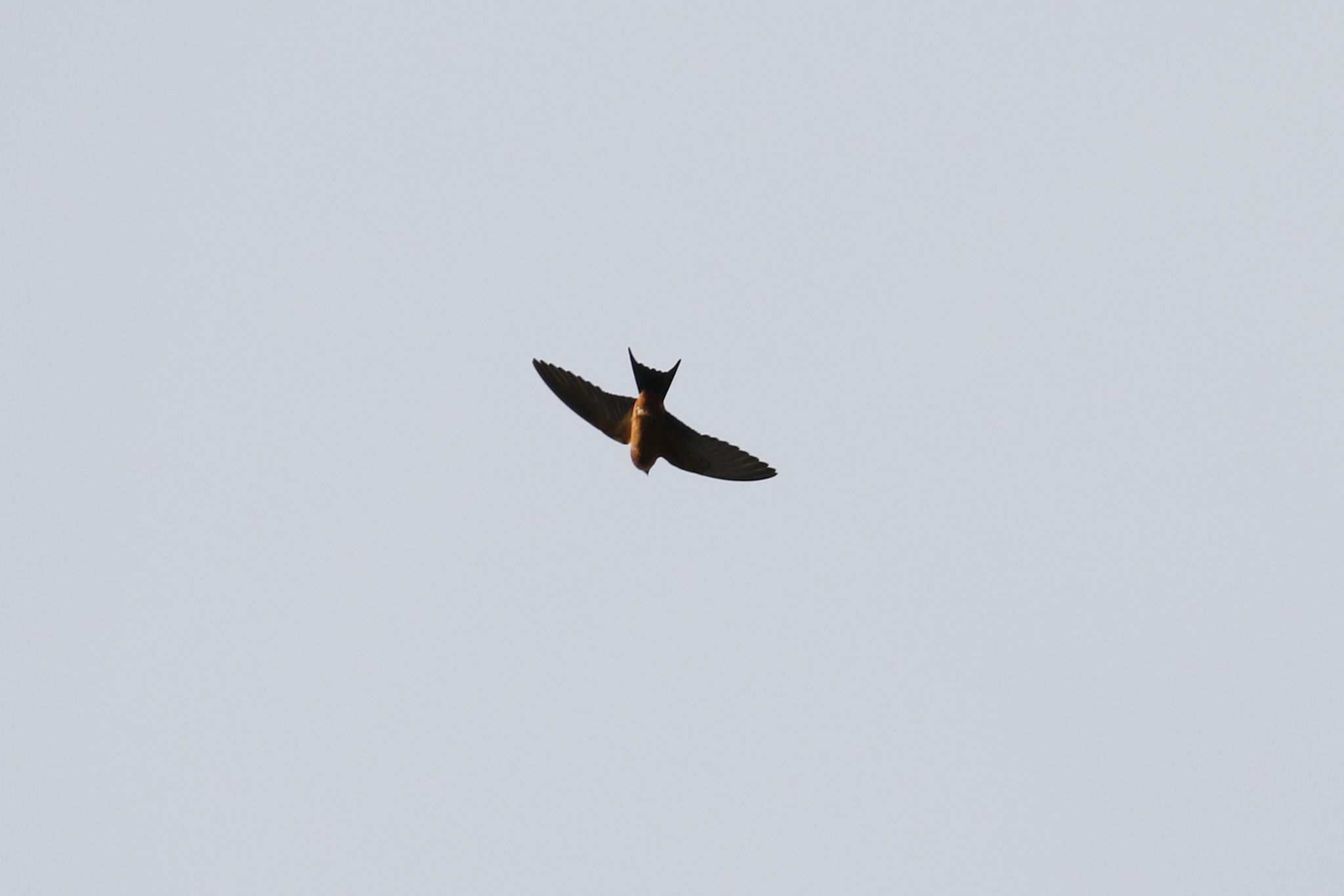 Sri Lanka Swallow (Cecropis hyperythra), photo 3
