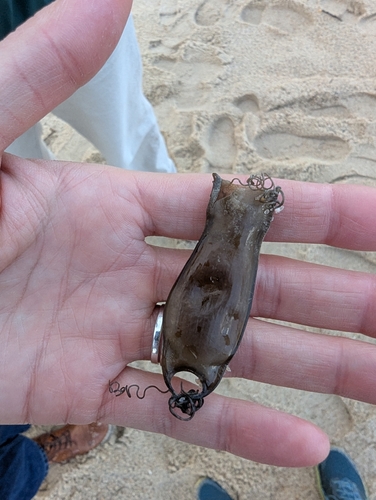 Scyliorhinus canicula