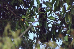 Anorrhinus galeritus