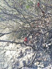 Erythrostemon melanadenius