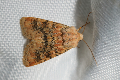 Xyline argillacée (La)