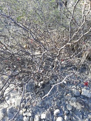 Erythrostemon melanadenius