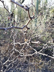 Erythrostemon melanadenius