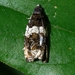 Banded Olethreutes Moth - Photo (c) Ilona Loser, some rights reserved (CC BY-NC-SA)