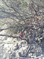 Erythrostemon melanadenius