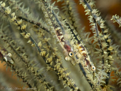 Black Coral Goby photo 2