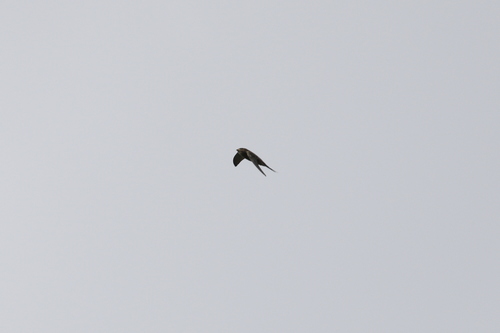Asian Palm Swift (Cypsiurus balasiensis), photo 9