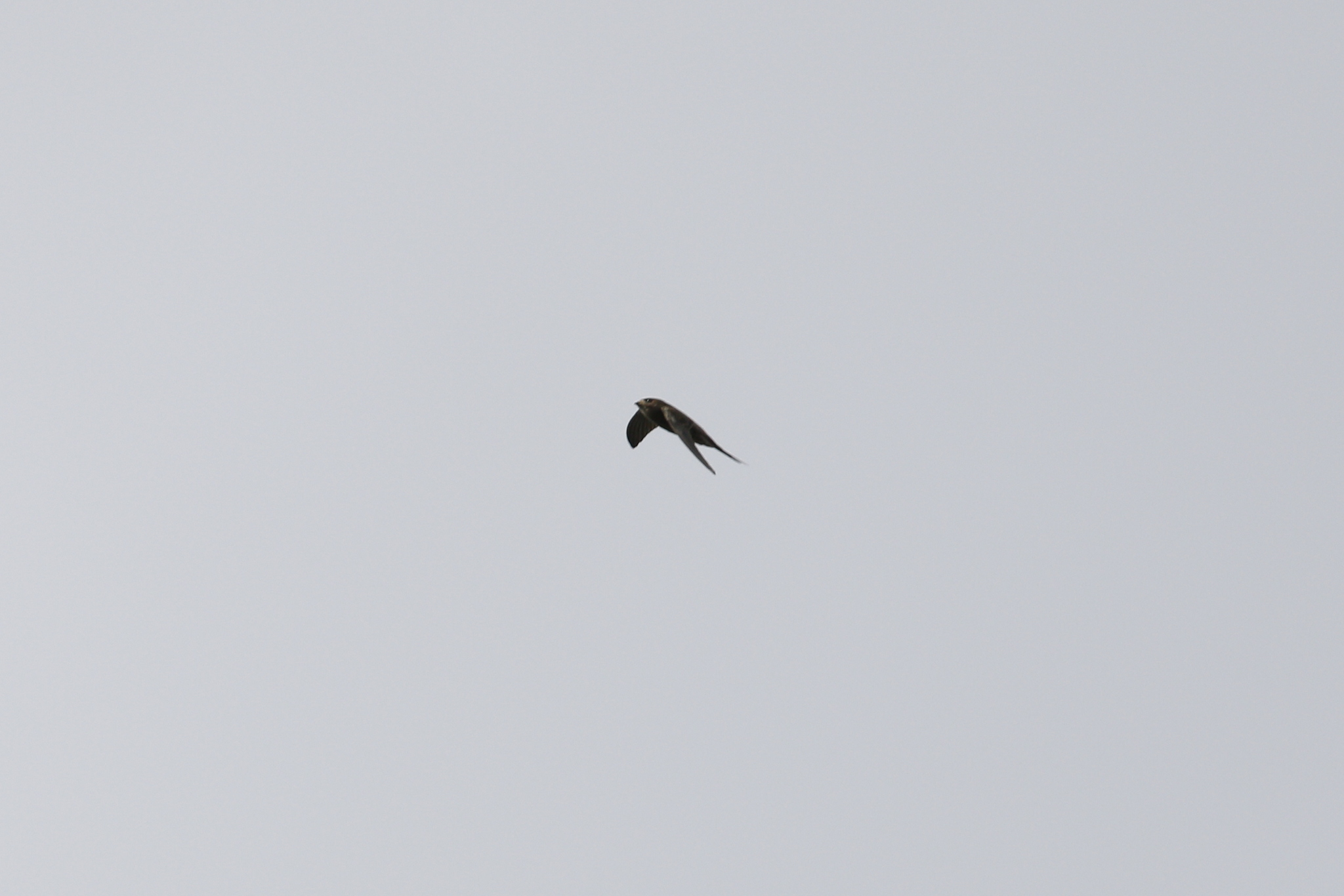 Asian Palm Swift (Cypsiurus balasiensis), photo 4