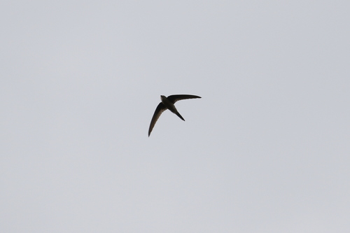 Asian Palm Swift (Cypsiurus balasiensis), photo 3