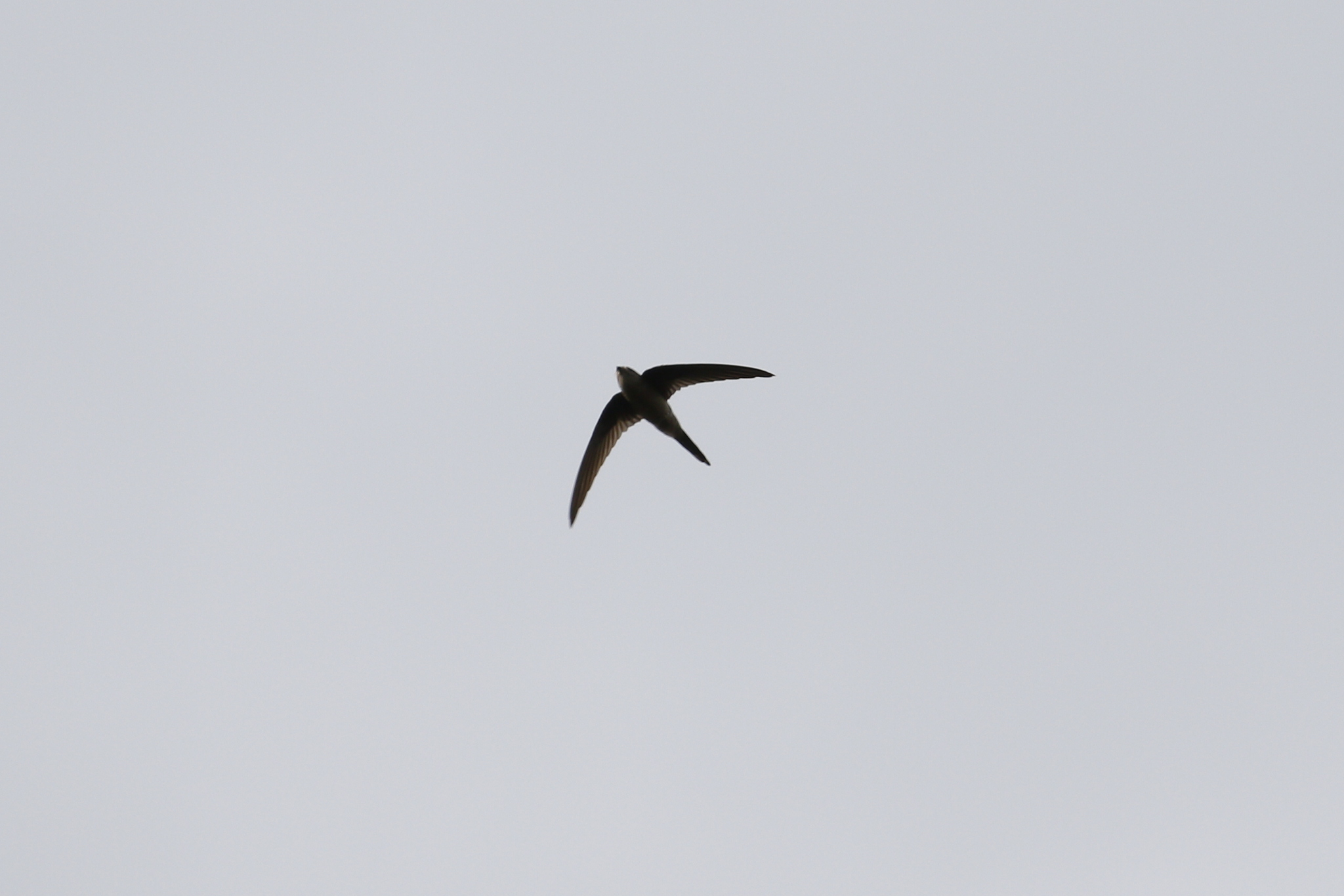 Asian Palm Swift (Cypsiurus balasiensis), photo 3