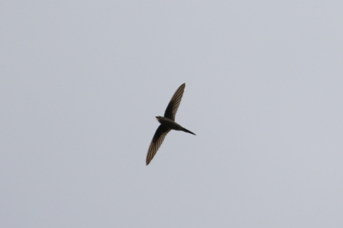Asian Palm Swift (Cypsiurus balasiensis), photo 2