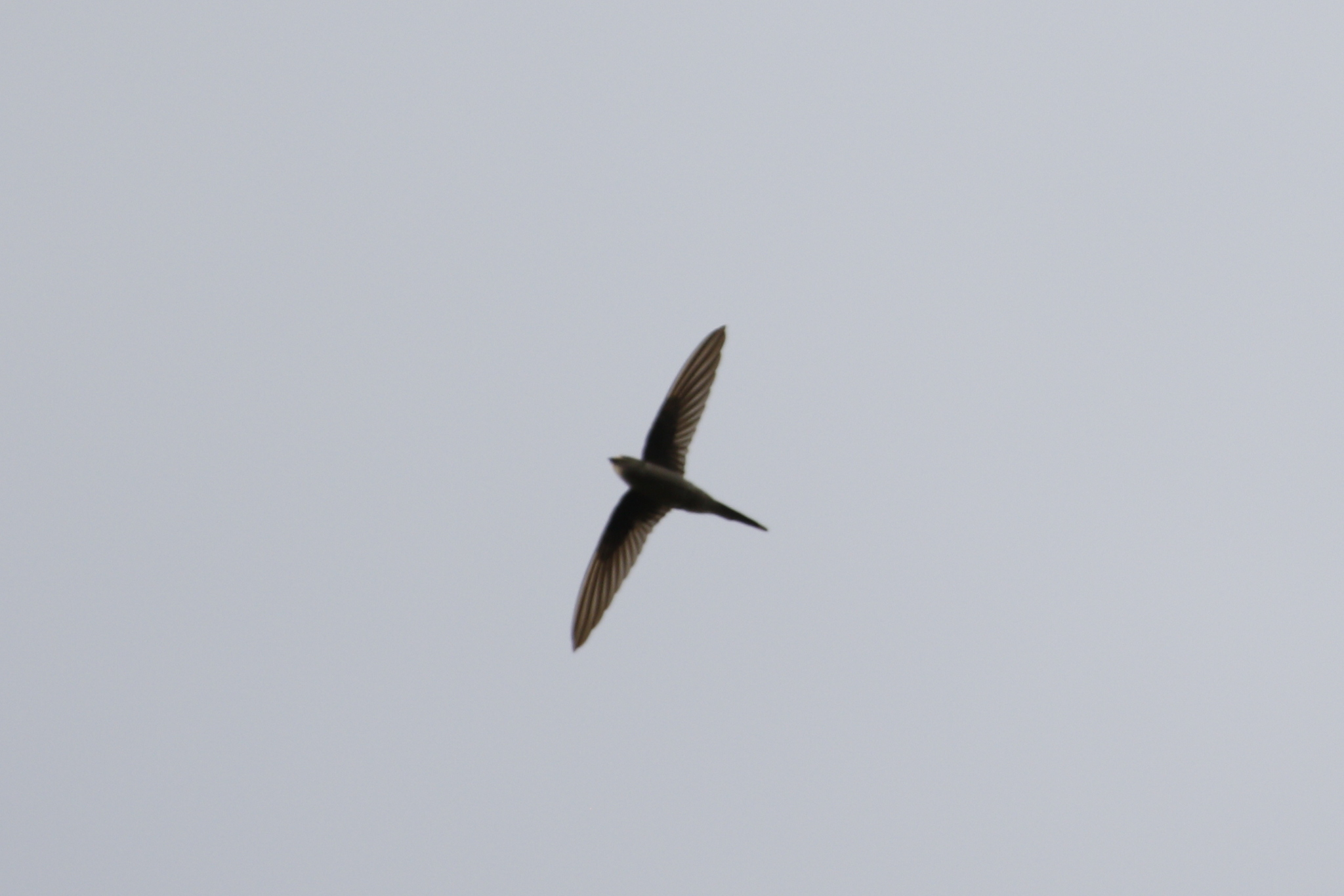 Asian Palm Swift (Cypsiurus balasiensis), photo 2