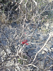 Erythrostemon melanadenius