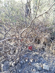 Erythrostemon melanadenius