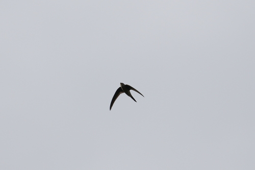 Asian Palm Swift (Cypsiurus balasiensis), photo 10